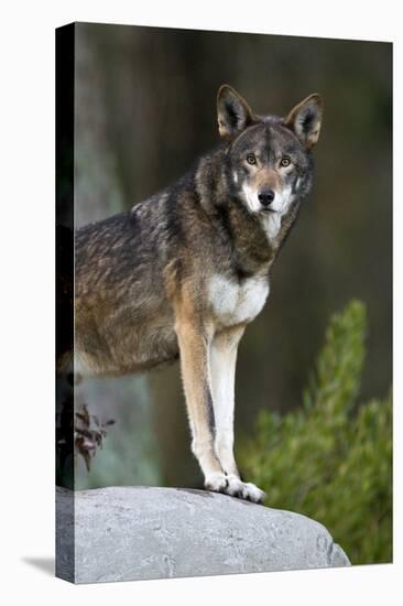 Portrait Of A Lone Red Wolf Looking At The Camera-Karine Aigner-Premier Image Canvas