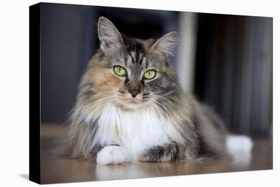 Portrait Of A Long Haired Domestic Cat Sitting On The Floor Looking At The Camera-Karine Aigner-Premier Image Canvas