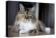 Portrait Of A Long Haired Domestic Cat Sitting On The Floor Looking At The Camera-Karine Aigner-Premier Image Canvas