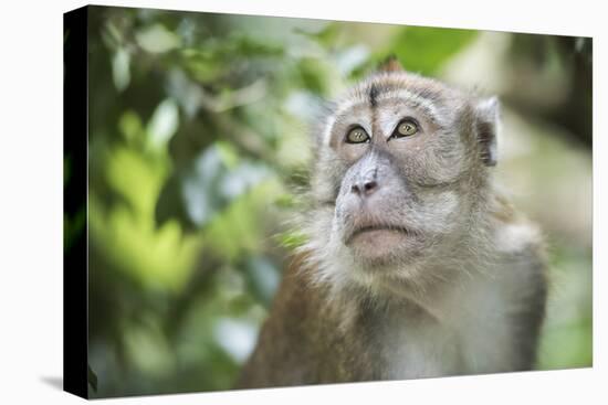 Portrait of a Long Tailed Macaque (Macaca Fascicularis) in the Jungle at Bukit Lawang-Matthew Williams-Ellis-Premier Image Canvas