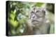 Portrait of a Long Tailed Macaque (Macaca Fascicularis) in the Jungle at Bukit Lawang-Matthew Williams-Ellis-Premier Image Canvas