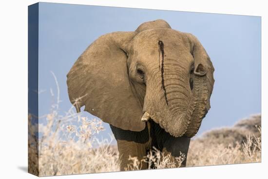 Portrait of a male elephant, Etosha National Park, Oshikoto region, Namibia, Africa-Francesco Vaninetti-Premier Image Canvas