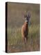 Portrait of a Male Roe Deer (Capreolus Capreolus) in a Meadow, Cairngorms Np, Scotland, UK-Mark Hamblin-Premier Image Canvas