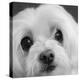 Portrait of a Maltese Dog-Panoramic Images-Premier Image Canvas