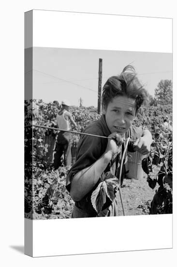 Portrait of a Migratory Boy Picking Hops-Dorothea Lange-Stretched Canvas