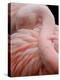 Portrait of a Pink Flamingo-Robin Wechsler-Premier Image Canvas