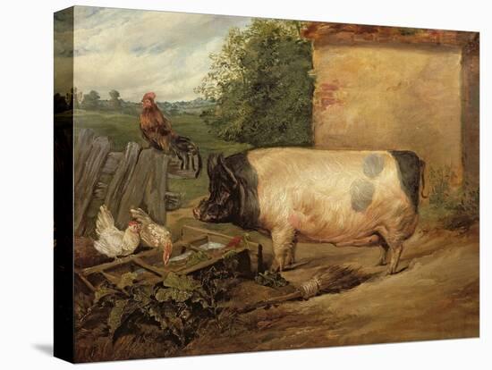 Portrait of a Prize Pig, Property of Squire Weston of Essex, 1810-Edwin Henry Landseer-Premier Image Canvas