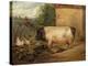 Portrait of a Prize Pig, Property of Squire Weston of Essex, 1810-Edwin Henry Landseer-Premier Image Canvas