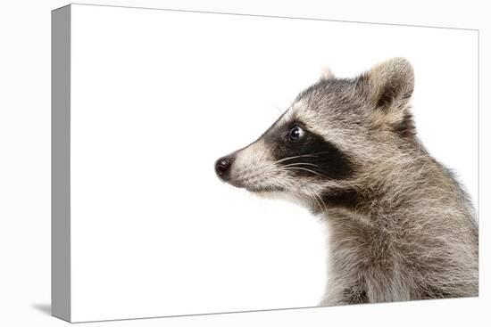 Portrait of a Raccoon in Profile-Sonsedskaya-Premier Image Canvas