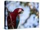 Portrait of a Red and Green Macaw-Alex Saberi-Premier Image Canvas