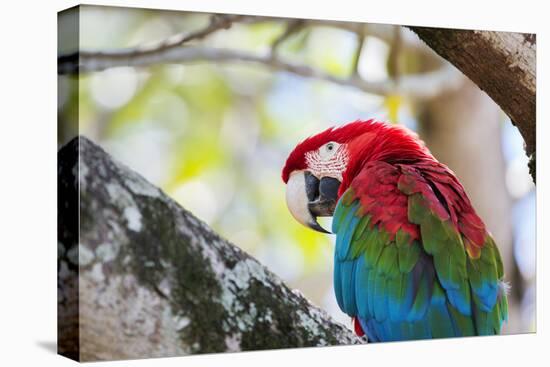 Portrait of a Red and Green Macaw-Alex Saberi-Premier Image Canvas