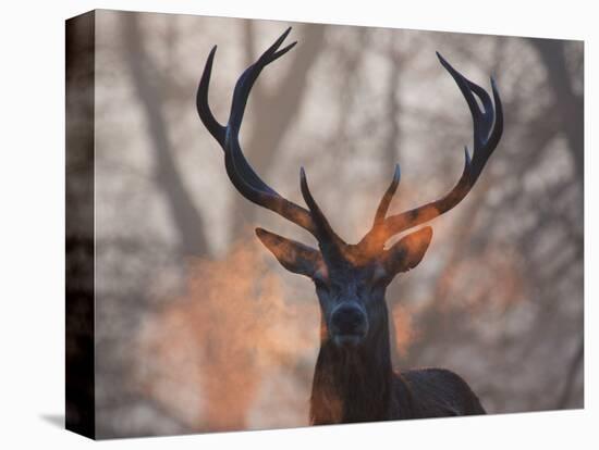 Portrait of a Red Deer Buck, Cervus Elaphus, in Winter-Alex Saberi-Premier Image Canvas