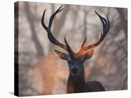 Portrait of a Red Deer Buck, Cervus Elaphus, in Winter-Alex Saberi-Premier Image Canvas