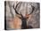 Portrait of a Red Deer Buck, Cervus Elaphus, in Winter-Alex Saberi-Premier Image Canvas