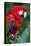 Portrait Of A Scarlet Macaw Sitting On A Branch-Karine Aigner-Premier Image Canvas