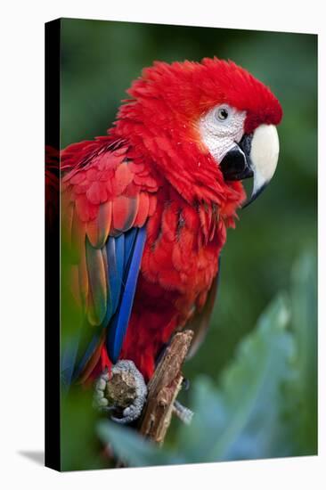 Portrait Of A Scarlet Macaw Sitting On A Branch-Karine Aigner-Premier Image Canvas