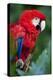 Portrait Of A Scarlet Macaw Sitting On A Branch-Karine Aigner-Premier Image Canvas