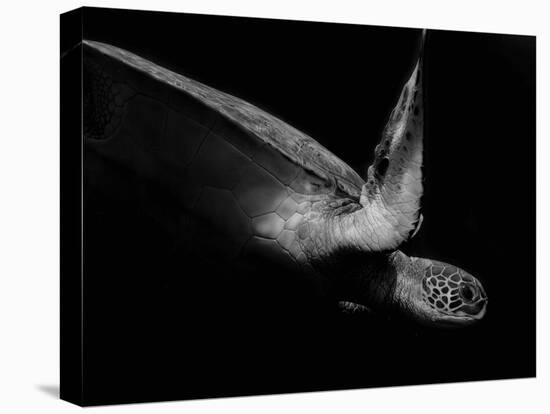 Portrait of a Sea Turtle in Black and White (Ii)-Robin Wechsler-Premier Image Canvas