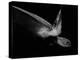 Portrait of a Sea Turtle in Black and White (Ii)-Robin Wechsler-Premier Image Canvas