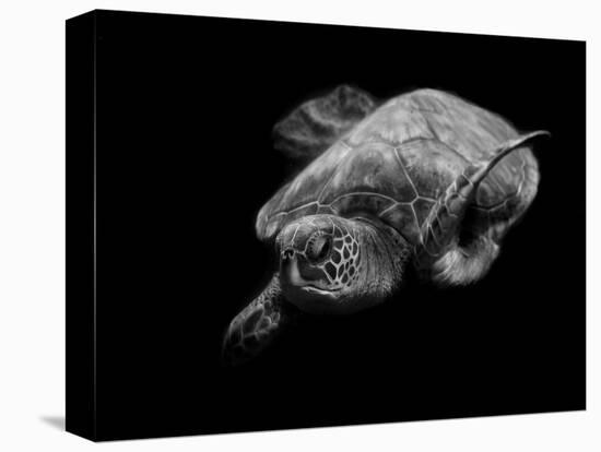 Portrait of a Sea Turtle in Black and White-Robin Wechsler-Premier Image Canvas