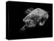 Portrait of a Sea Turtle in Black and White-Robin Wechsler-Premier Image Canvas