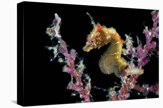 Portrait of a Severn's Pygmy Seahorse (Hippocampus Severnsi) at Mioskon Island-Alex Mustard-Premier Image Canvas