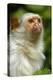 Portrait of a Silvery Marmoset (Mico - Callithrix Argentata)-Daniel Heuclin-Premier Image Canvas