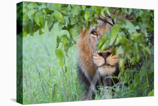 Portrait Of A Stalking Male Lion Hiding Behind A Bush Showing Only One Eye-Karine Aigner-Premier Image Canvas