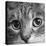 Portrait of a Tabby Cat-Panoramic Images-Premier Image Canvas