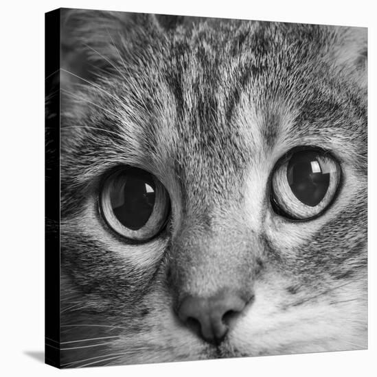 Portrait of a Tabby Cat-Panoramic Images-Premier Image Canvas