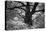Portrait of a Tree, Study 12-Marcin Stawiarz-Stretched Canvas