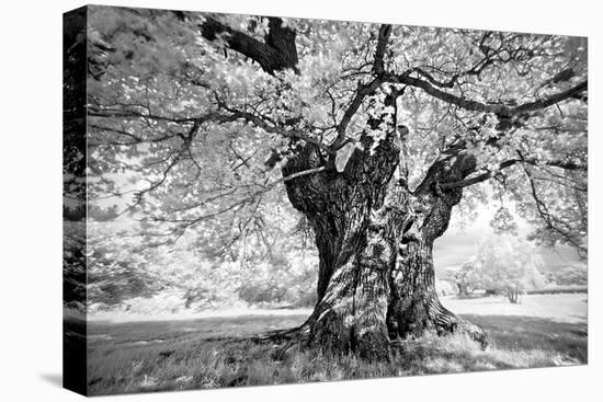 Portrait of a Tree, Study 18-Marcin Stawiarz-Stretched Canvas