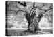 Portrait of a Tree, Study 18-Marcin Stawiarz-Stretched Canvas