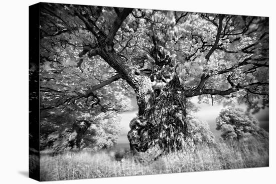 Portrait of a Tree, Study 1-Marcin Stawiarz-Stretched Canvas