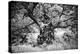 Portrait of a Tree, Study 1-Marcin Stawiarz-Stretched Canvas