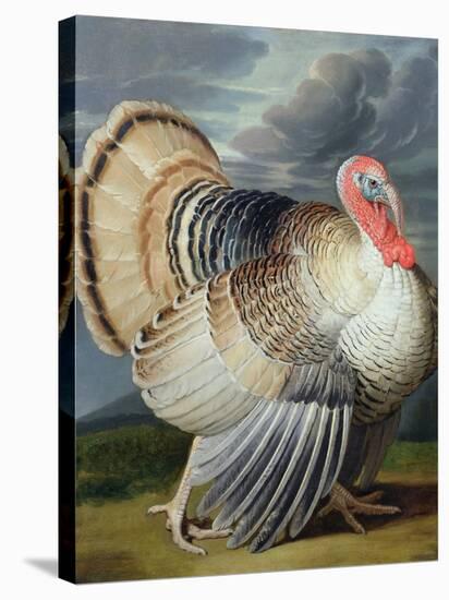 Portrait of a Turkey-Johann Wenceslaus Peter Wenzal-Premier Image Canvas