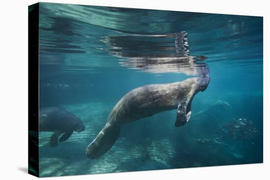 Portrait of a West Indian Manatee or "Sea Cow" in Crystal River, Three Sisters Spring, Florida-Karine Aigner-Premier Image Canvas