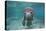 Portrait of a West Indian Manatee or "Sea Cow" in Crystal River, Three Sisters Spring, Florida-Karine Aigner-Premier Image Canvas