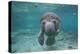 Portrait of a West Indian Manatee or "Sea Cow" in Crystal River, Three Sisters Spring, Florida-Karine Aigner-Premier Image Canvas