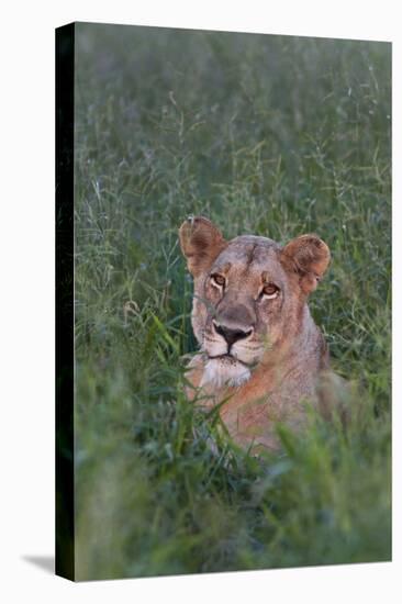 Portrait Of A Wild Lioness In The Grass In Zimbabwe-Karine Aigner-Premier Image Canvas