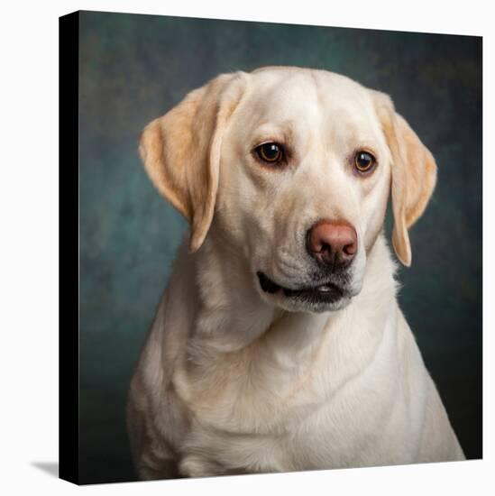 Portrait of a Yellow Labrador Dog-null-Premier Image Canvas