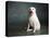 Portrait of a Yellow Labrador Dog-null-Premier Image Canvas