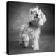 Portrait of a Yorkie dog-Panoramic Images-Premier Image Canvas
