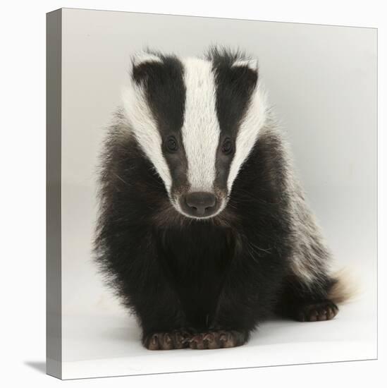 Portrait of a Young Badger (Meles Meles)-Mark Taylor-Premier Image Canvas