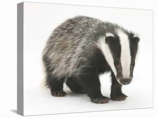 Portrait of a Young Badger (Meles Meles)-Mark Taylor-Premier Image Canvas