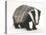 Portrait of a Young Badger (Meles Meles)-Mark Taylor-Premier Image Canvas