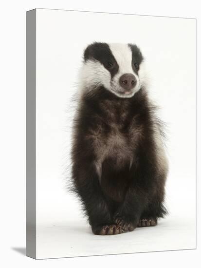 Portrait of a Young Badger Sitting (Meles Meles)-Mark Taylor-Premier Image Canvas