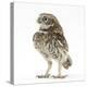 Portrait of a Young Little Owl (Athene Noctua)-Mark Taylor-Premier Image Canvas