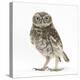 Portrait of a Young Little Owl (Athene Noctua)-Mark Taylor-Premier Image Canvas