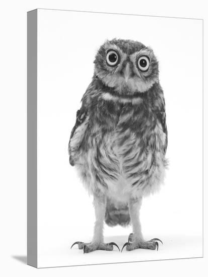 Portrait of a Young Little Owl (Athene Noctua)-Mark Taylor-Premier Image Canvas